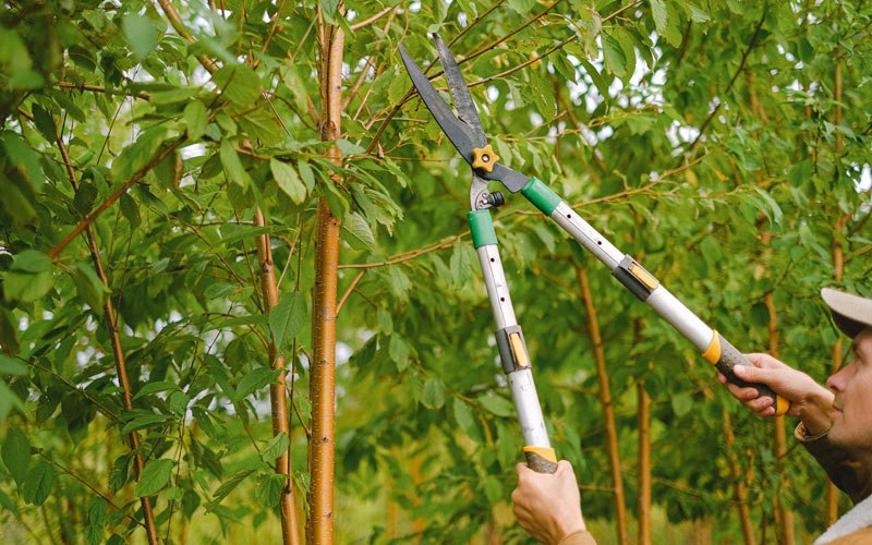 Tree trimming in Pekin, ND