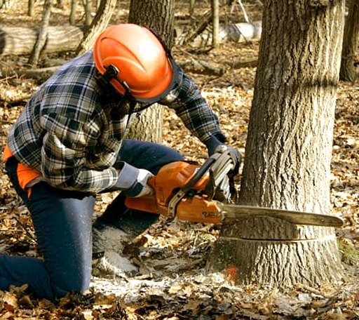 Tree Removal in Pekin, ND